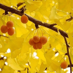 Des images de diff�rentes plantes